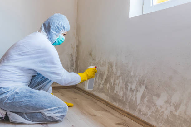 Black mold inspection in Knotts Island